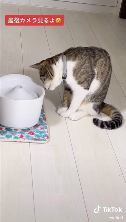 鼻でつんする猫