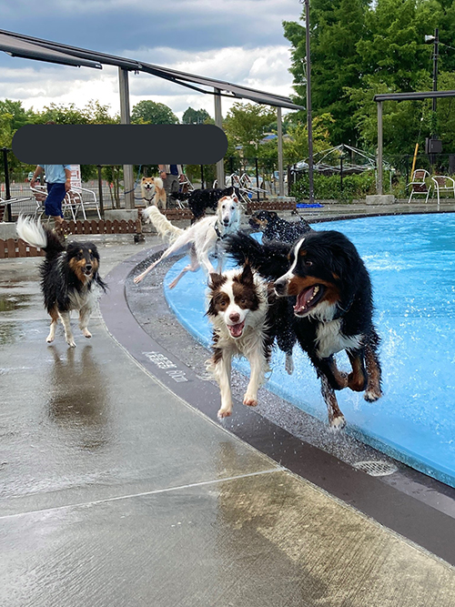 漫画表紙ワンコ