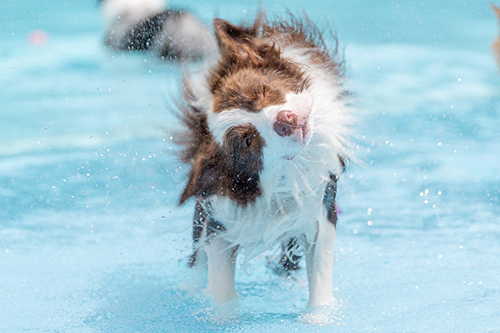 ぶるぶるルナちゃん