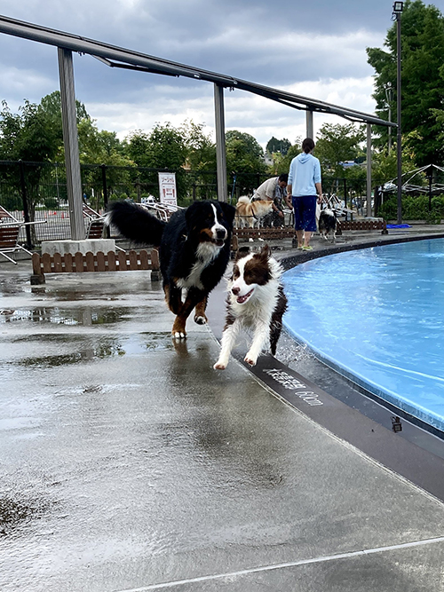 ボーダーコリーを飛びこえようとするバーニーズ