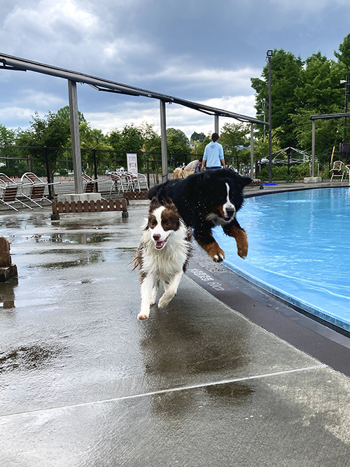 ボーダーコリーを飛びこえたバーニーズ