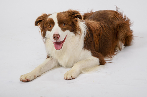 伏せて笑うルナちゃん