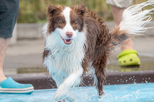 プールサイドルナちゃん