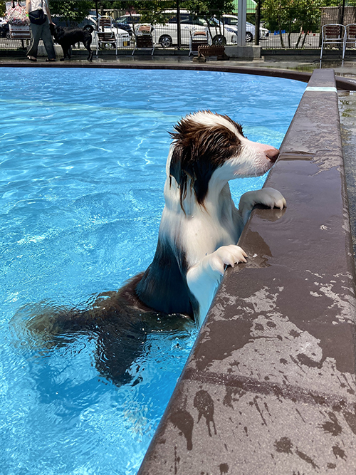 アシカルナちゃん