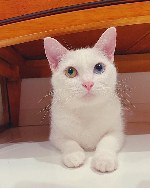 タンスの下くもちゃん