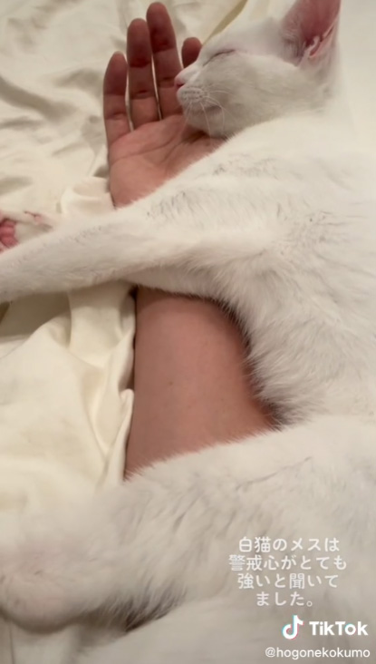 ぎゅっとするくもちゃん