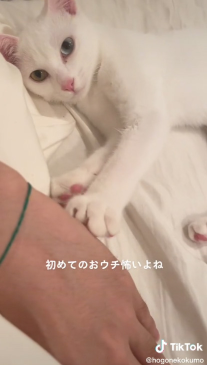 腕にふみふみするくもちゃん