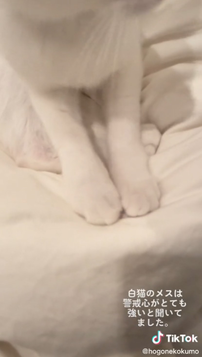 お布団ふみふみ