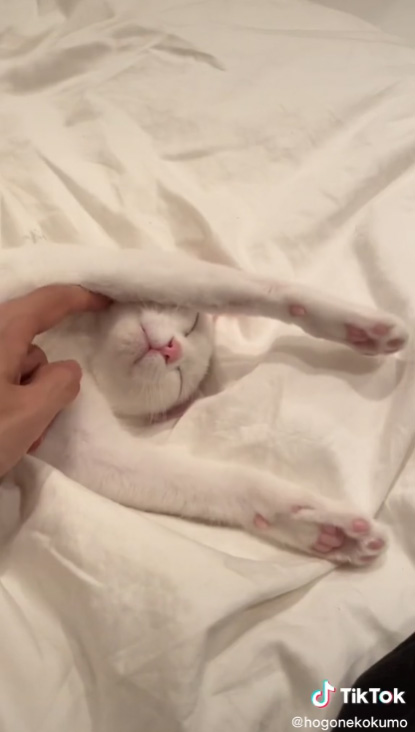 腕を上げて眠るくもちゃん