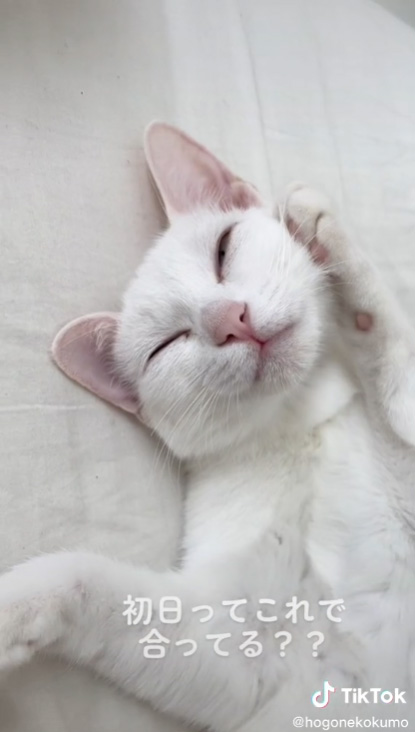 眠るくもちゃんアップ