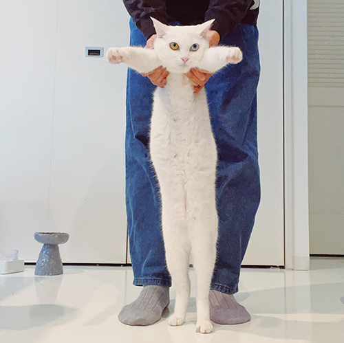 長いくもちゃん