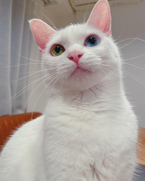 くもちゃんお顔アップ