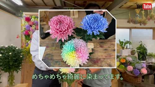 花 染める 実験 輪菊 染色 仕組み 農水省 YouTube