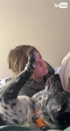 前足をかける犬