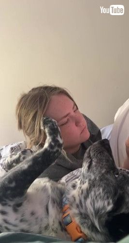 髪をなでるオーストラリアンキャトルドッグ