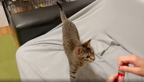 飼い主さんの手のちゅーる見てる猫
