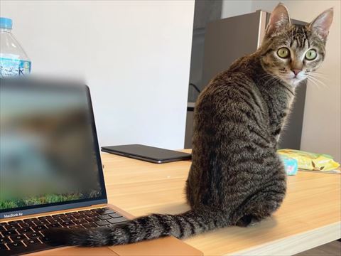 パソコンの上にしっぽを乗せる猫