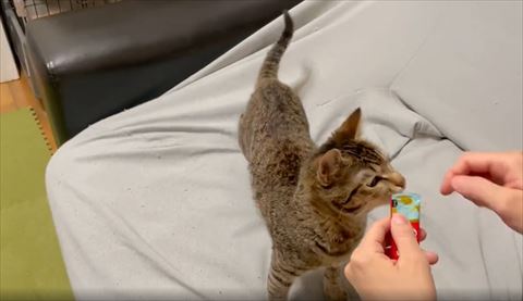 ちゅーるの匂いを嗅ぐ猫