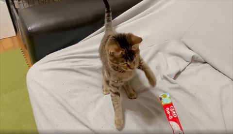 後ずさりする猫
