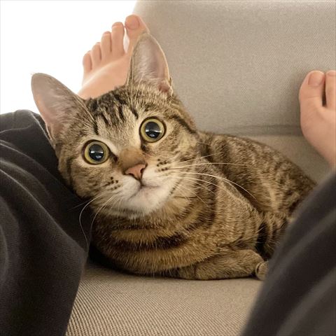 飼い主さんの足の間にいる猫