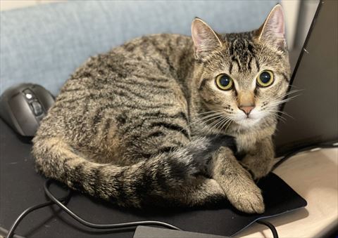 マウスパッドの上にいる猫