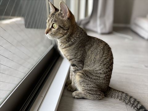外を見てる猫