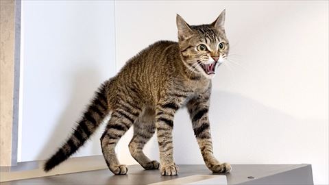 威嚇してる猫