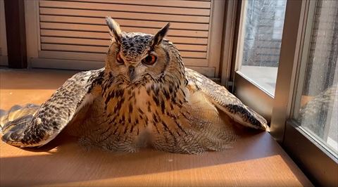 【G　ふくろうおばあちゃんの日向ぼっこ】 ほっこり】82歳おばあちゃんを、大きな翼で包み込む〈フクロウ