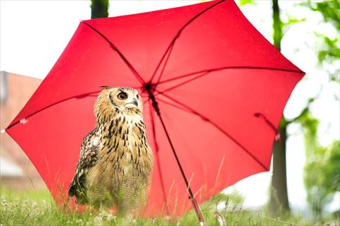 傘とガルーさん