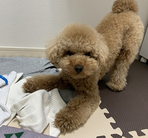 ペット手帳　ベストショット