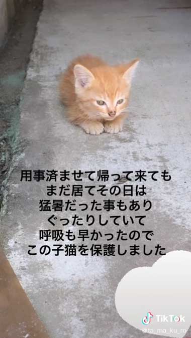 暑さでぐったりしていた子猫