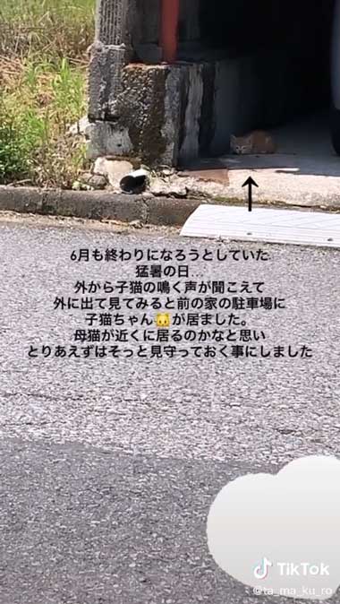 鳴いていた子猫