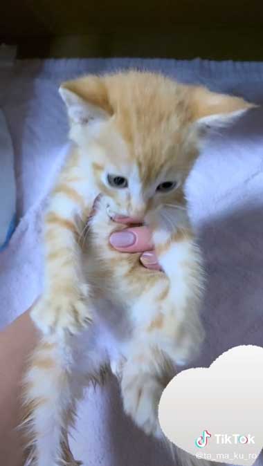 保護直後の子猫