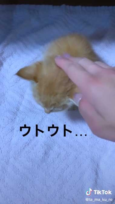 お風呂に入った保護子猫