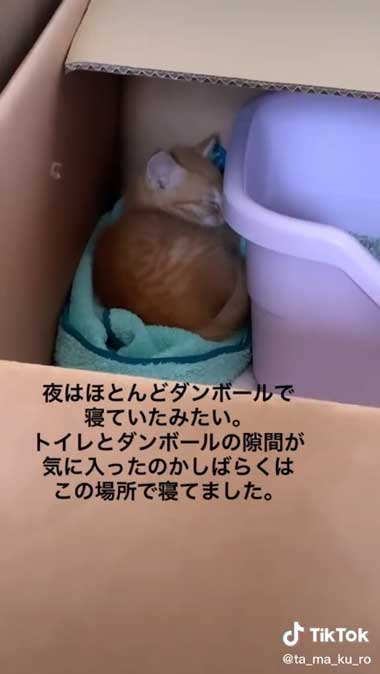 眠る子猫