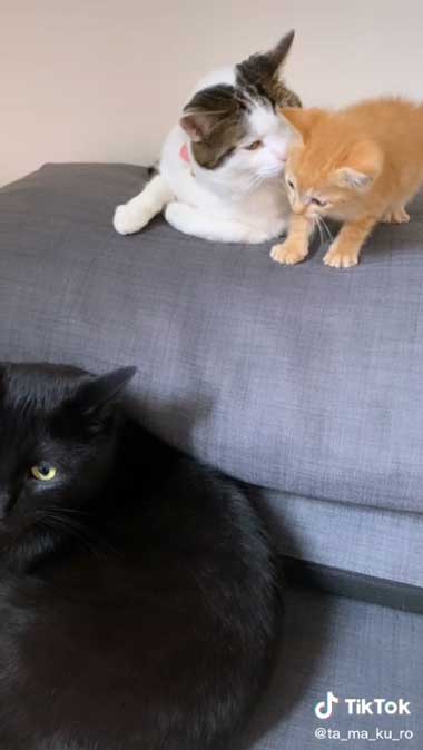 お世話をしてくれる先住猫