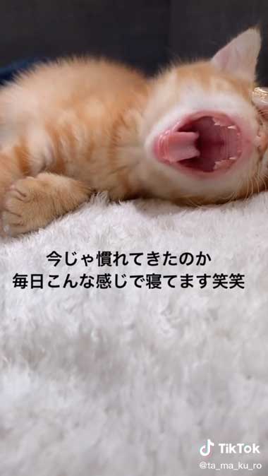大きくあくびする保護子猫