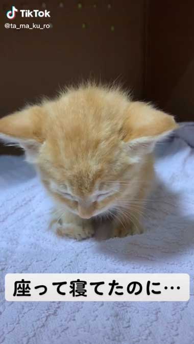 座って寝ていた子猫