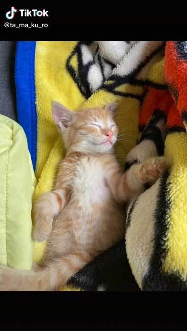 保護から3日後にはへそ天で寝る子猫