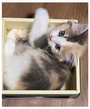 笠井信輔の新しい飼い猫