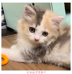 笠井信輔の愛猫・ベス