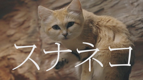 「スナネコのうた」