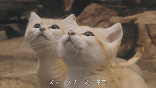 「スナネコのうた」