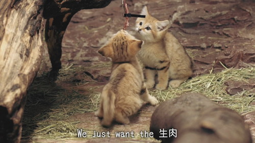 「スナネコのうた」
