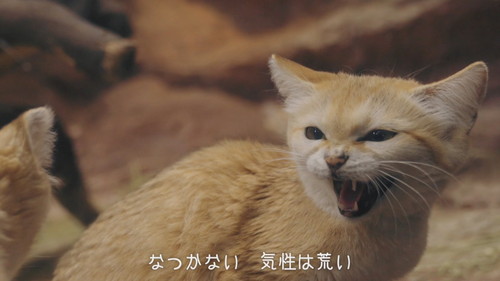 「スナネコのうた」