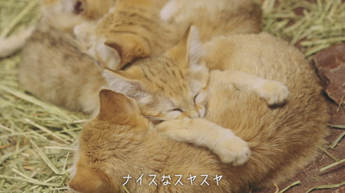 「スナネコのうた」
