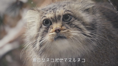 「マヌルネコのうた」