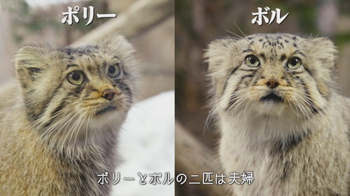 「マヌルネコのうた」