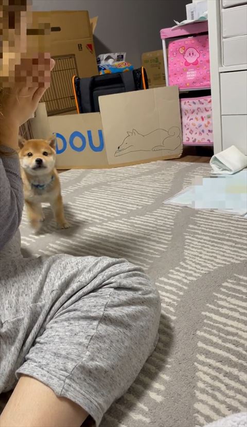 こっちに来る柴犬