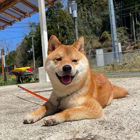 外で伏せして笑顔の柴犬